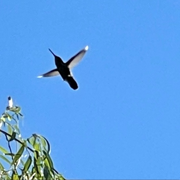 Meet your Posher, Zoe - Picture 1 of 1